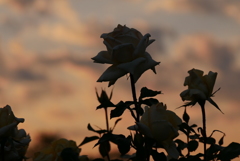 夕陽の中の薔薇
