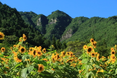 独鈷山とひまわり