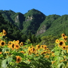 独鈷山とひまわり