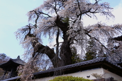 福王寺の桜