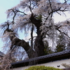 福王寺の桜