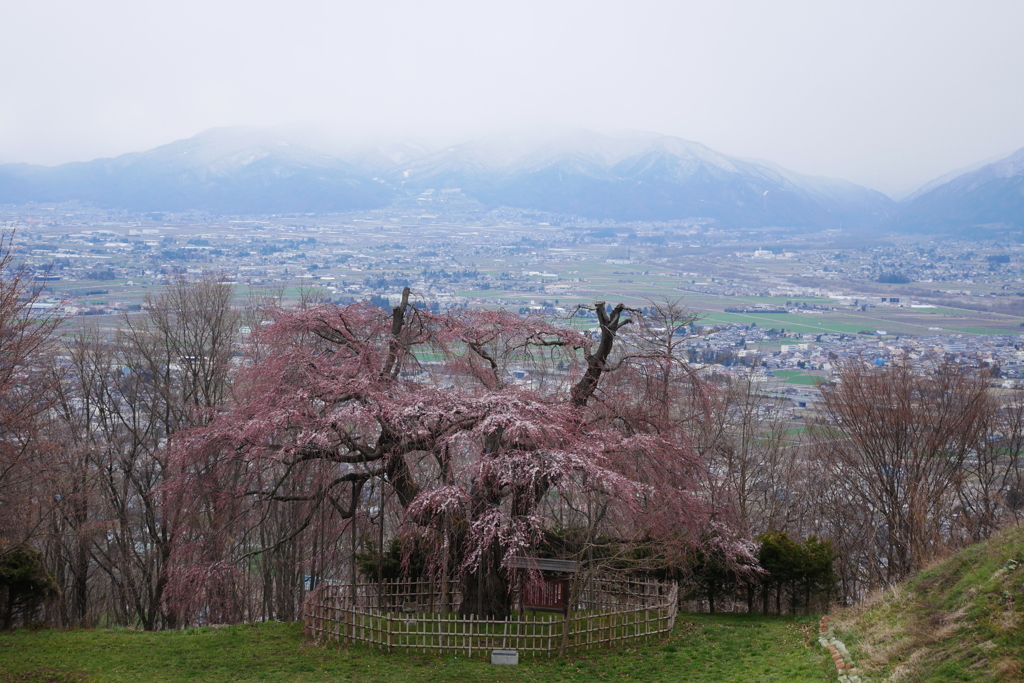 小太郎桜　三分咲きでした