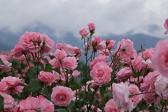 雨上がりの薔薇