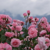 雨上がりの薔薇