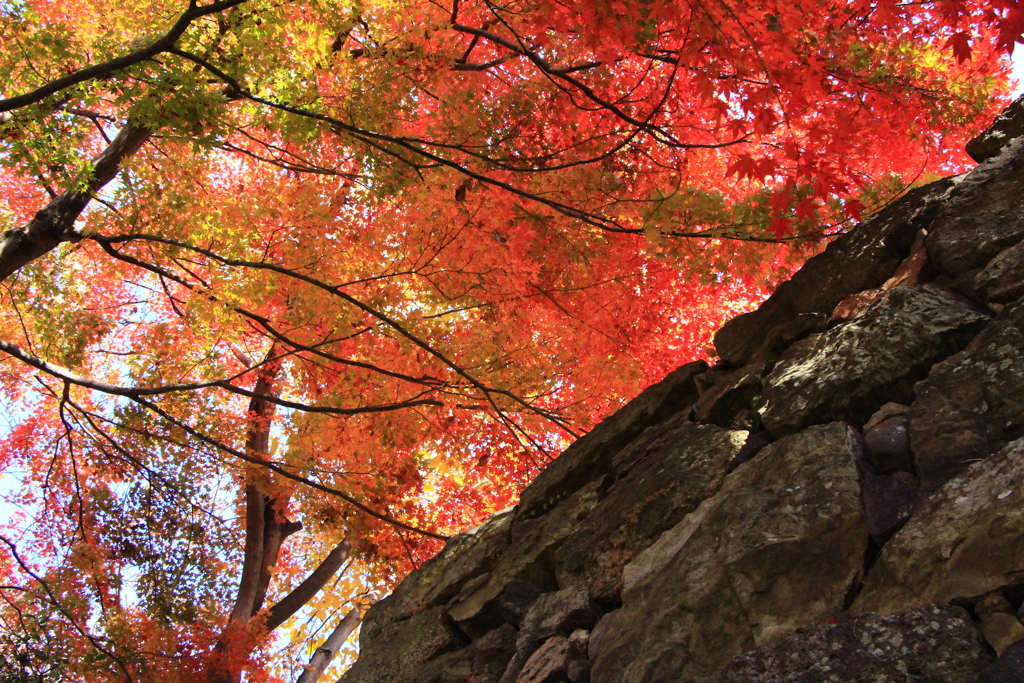 紅葉