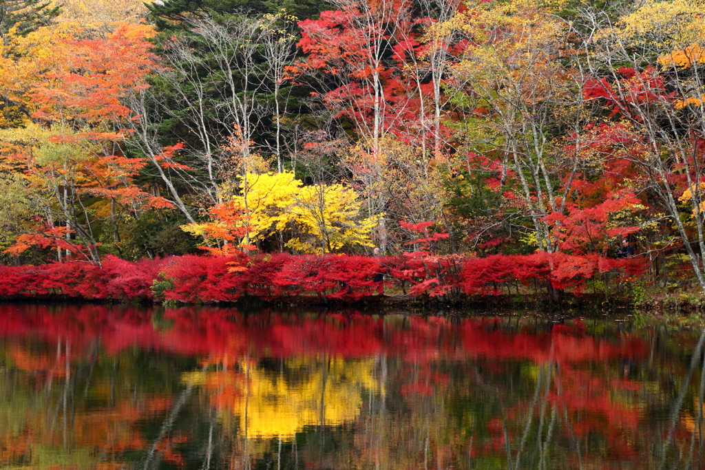 紅葉