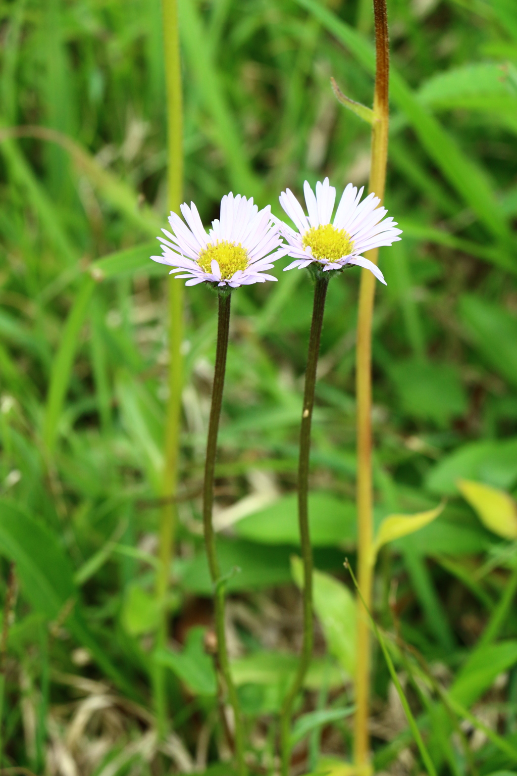 白いお花が咲いていました