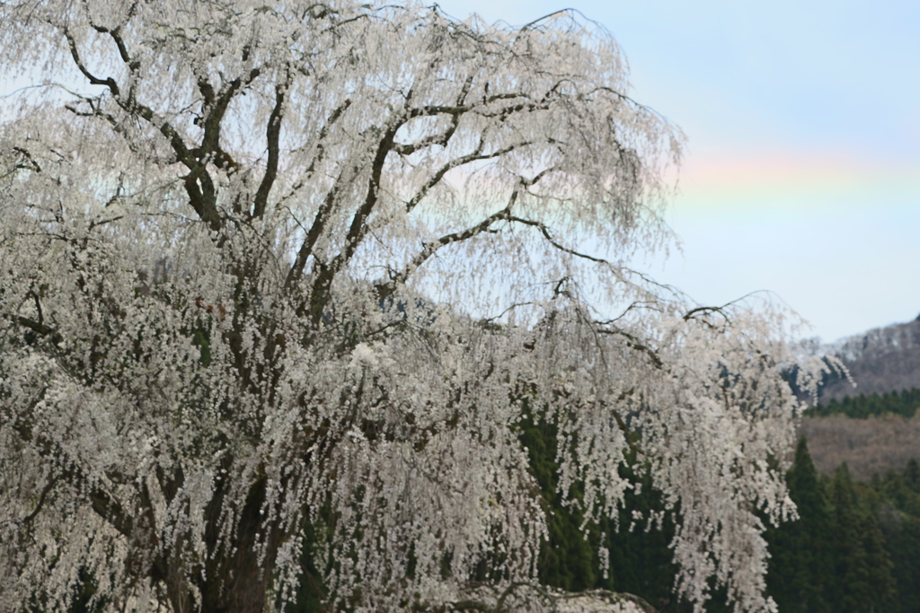 鹿島のしだれ桜と環水平アーク