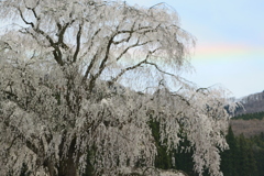 鹿島のしだれ桜と環水平アーク