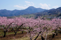 姥捨山と桃畑