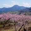 姥捨山と桃畑