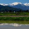 田植え前