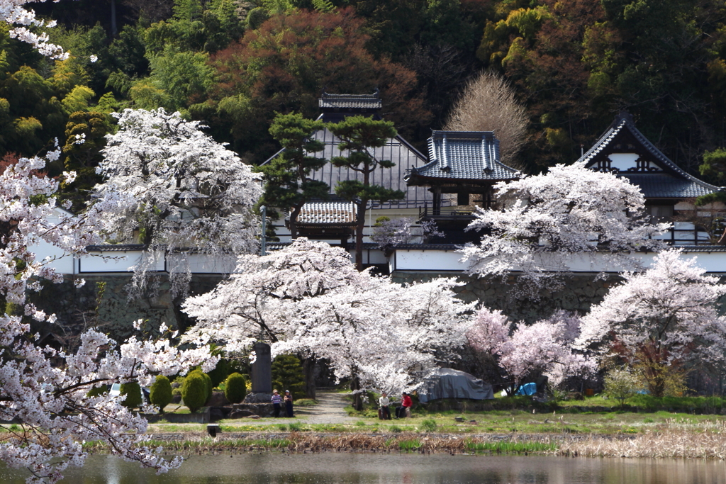 大雲寺のさくら