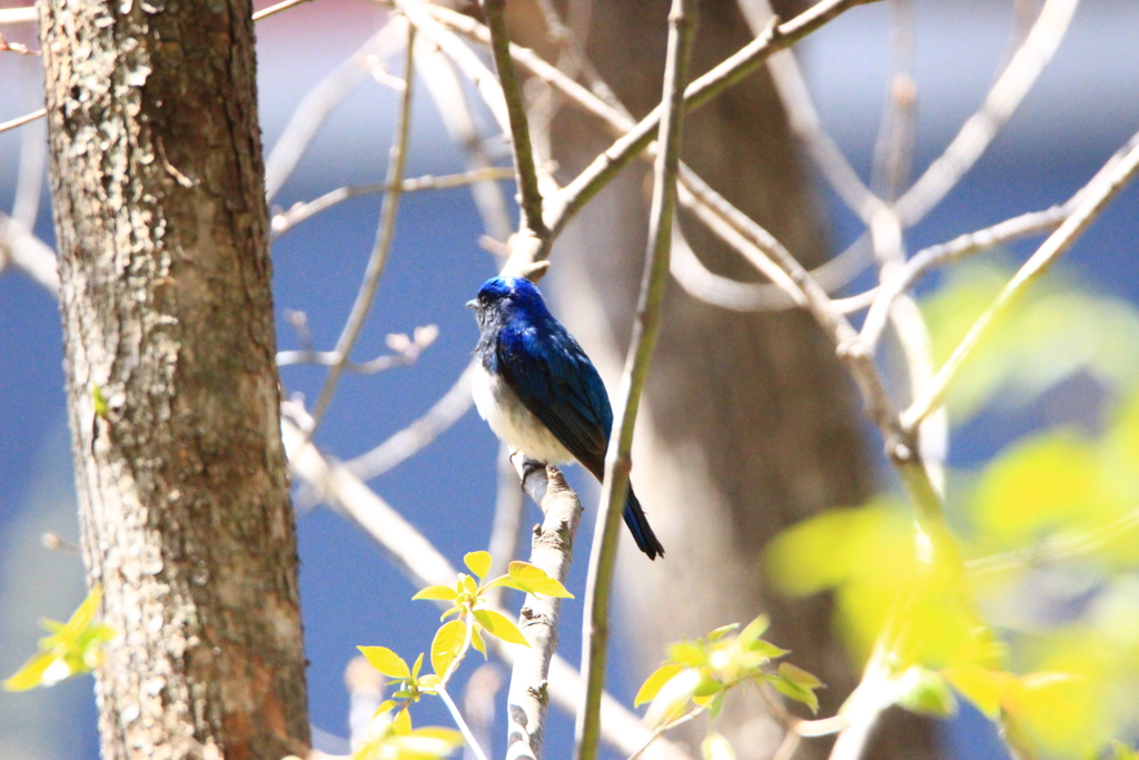 青い鳥
