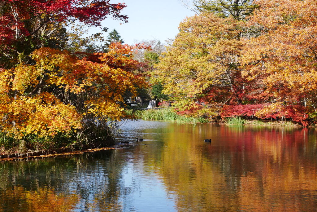 雲場池の紅葉