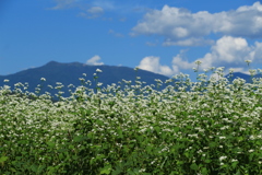 蕎麦畑