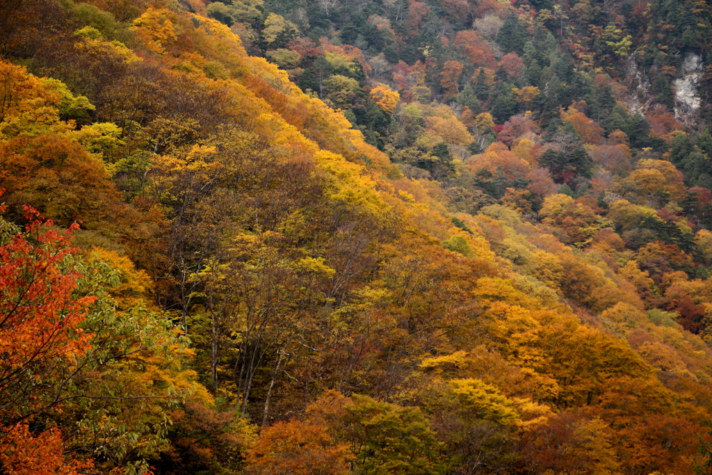紅葉の山