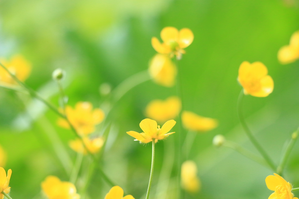 ミヤマキンポウゲ 