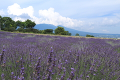 ラベンダー