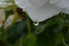 雨上がりの薔薇