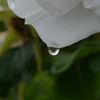 雨上がりの薔薇