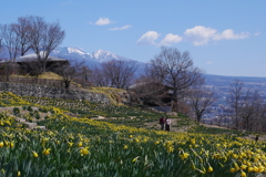 スイセンと浅間山