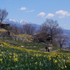 スイセンと浅間山