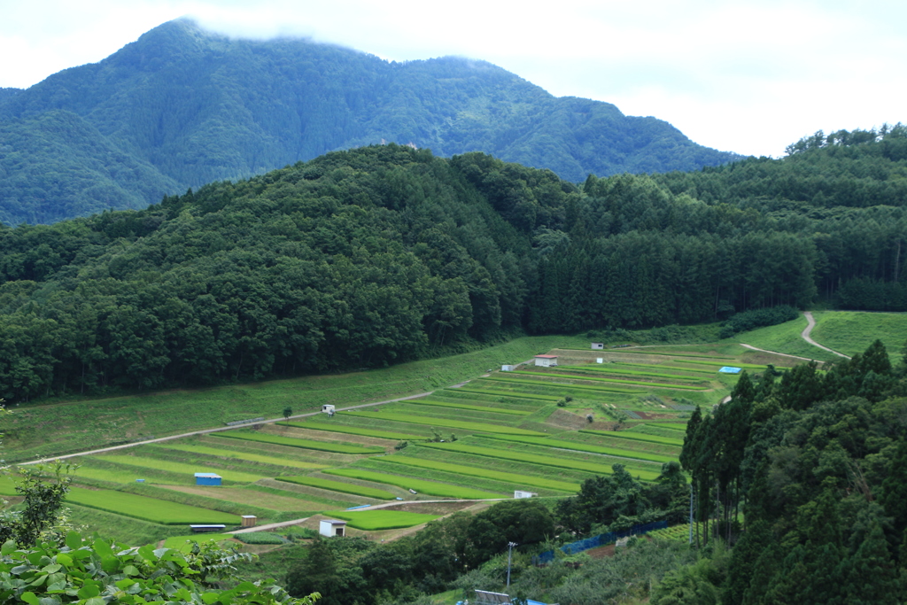 棚田