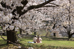 桜の木の下で