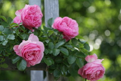 薔薇