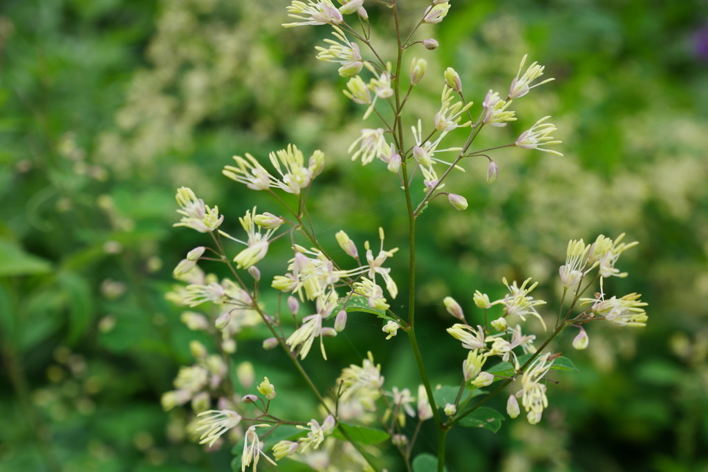 野の花