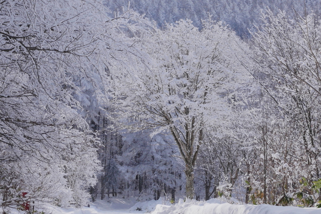 雪景色