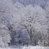 雪景色