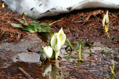 戸隠高原の水芭蕉と赤ちゃん水芭蕉