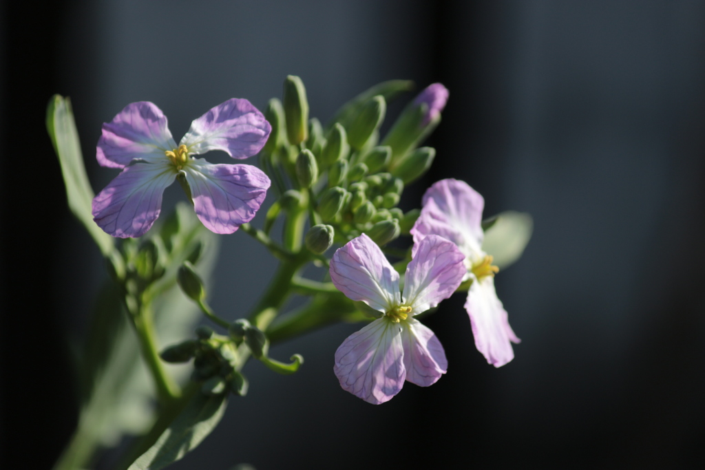 大根の花
