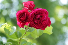 薔薇