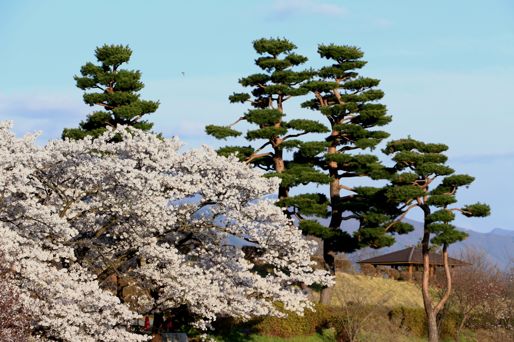 アルプス公園の春