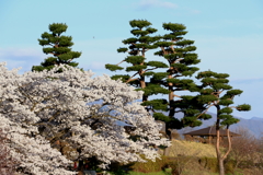 アルプス公園の春