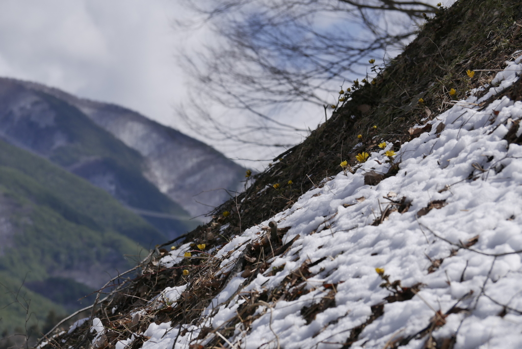 福寿草に雪が・・・　　