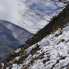 福寿草に雪が・・・　　