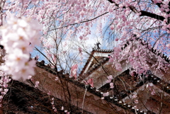 上田城跡公園　櫓門の枝垂れ桜