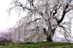 光林寺の枝垂桜