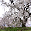 光林寺の枝垂桜