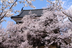 桜の花に包まれて