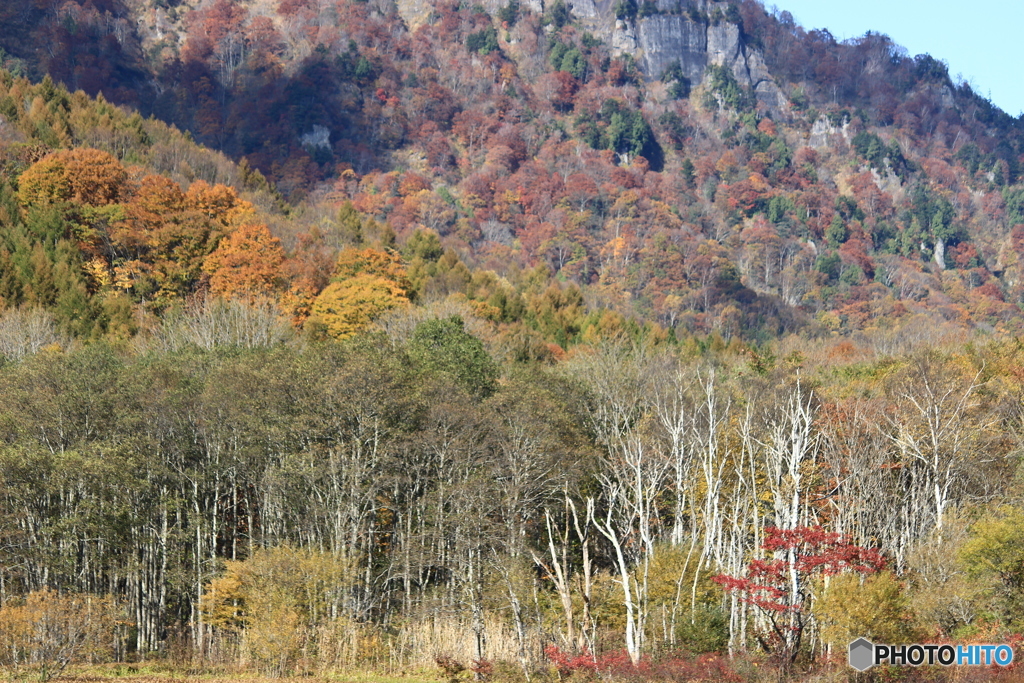 紅葉