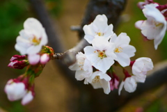 本日開花しました＾＾