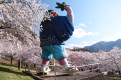 天狗山の桜