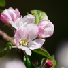 リンゴの花