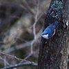 ゴジュウカラ　