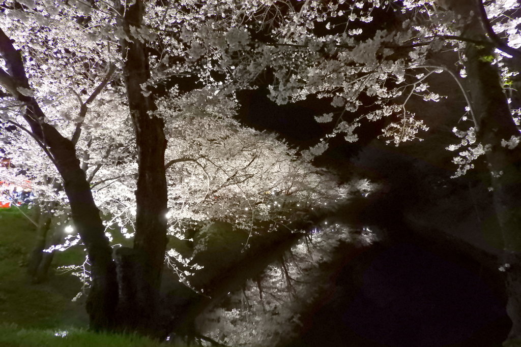 夜桜